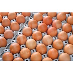 SUNRISE EGGS LARGE 55GM FILLER EGGS 15 DOZ