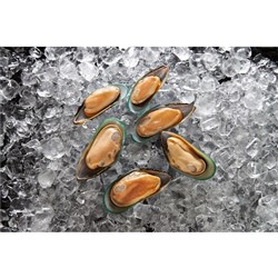 SANFORD MEDIUM HALF SHELL MUSSEL 1KG